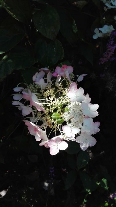 affirmations positives est une beauté telle une fleur sauvage